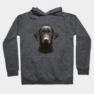 Curly Coated Retriever Hoodie